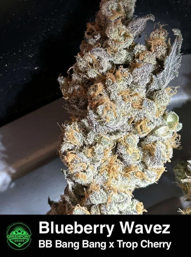 Blueberry Wavez / Greenpoint Seeds