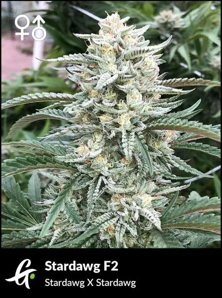 Stardawg F2 / Greenpoint Seeds