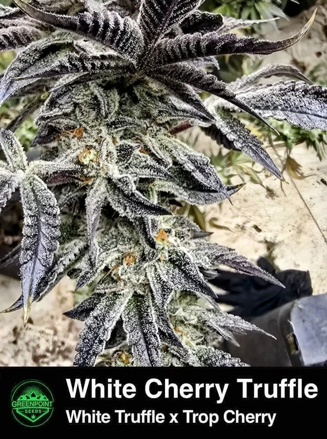 White Cherry Truffle / Greenpoint Seeds